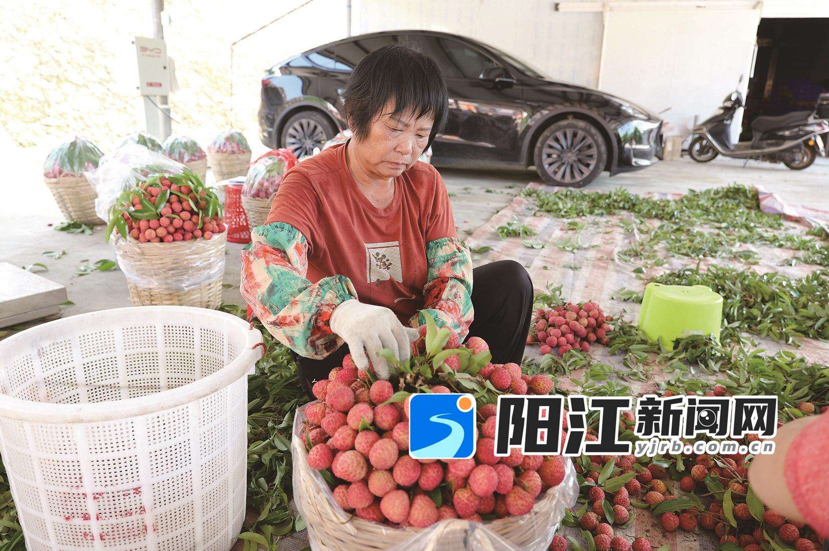 在北环村荔枝收购点,果农打包刚摘下来的荔枝。宋福亮 摄
