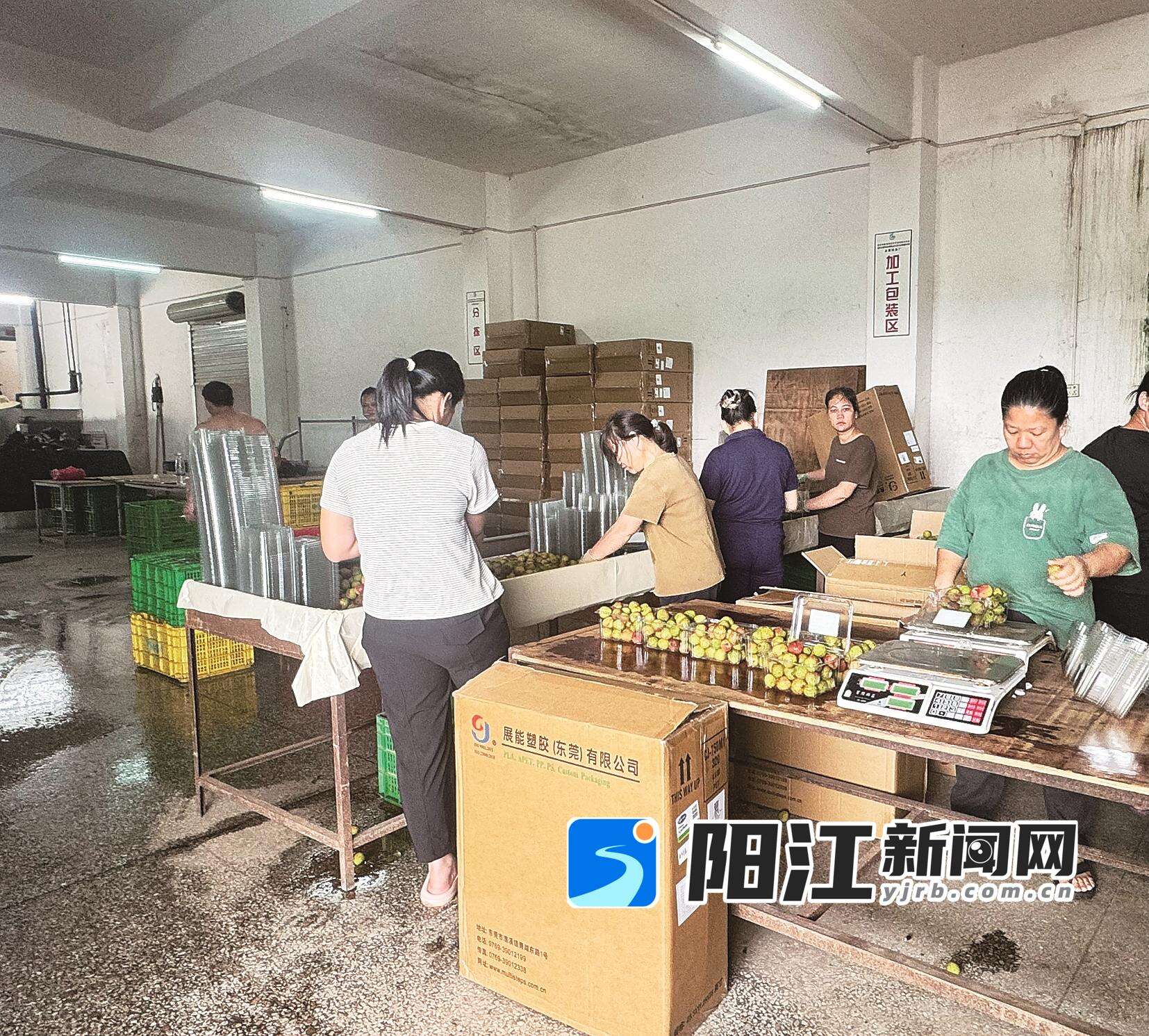 果农打包刚摘下来的荔枝。
