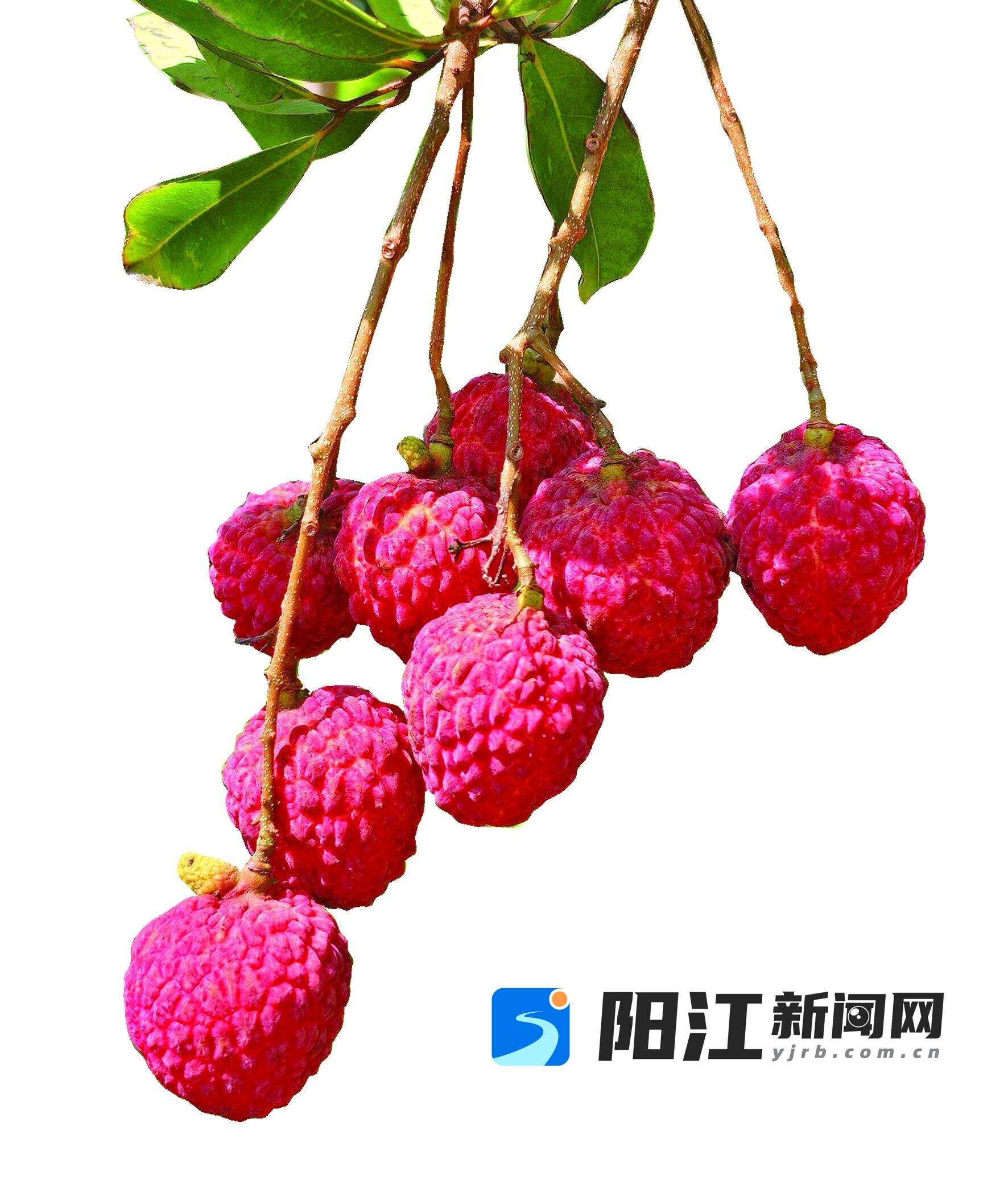 鲜美的荔枝挂在枝头,让人垂涎欲滴。任明皓 摄