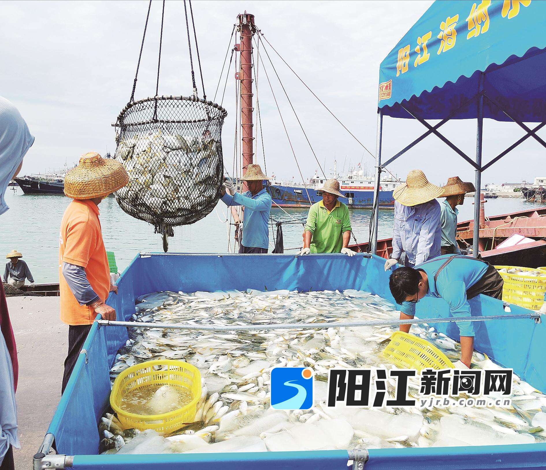 阳东东平渔港,阳江海纳水产有限公司的工作人员在将网箱养殖的金鲳鱼转运到岸上打包销售。谭文强 摄