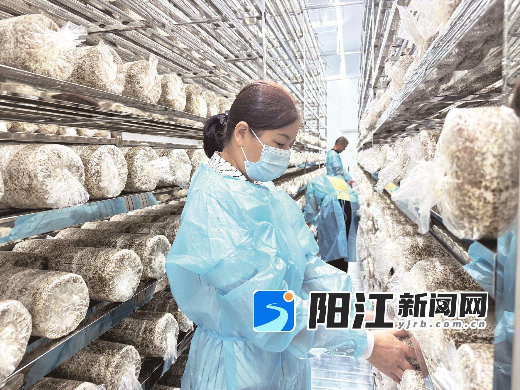 那石村干部、驻镇帮扶工作队队员一起整理食用菌菌包。
