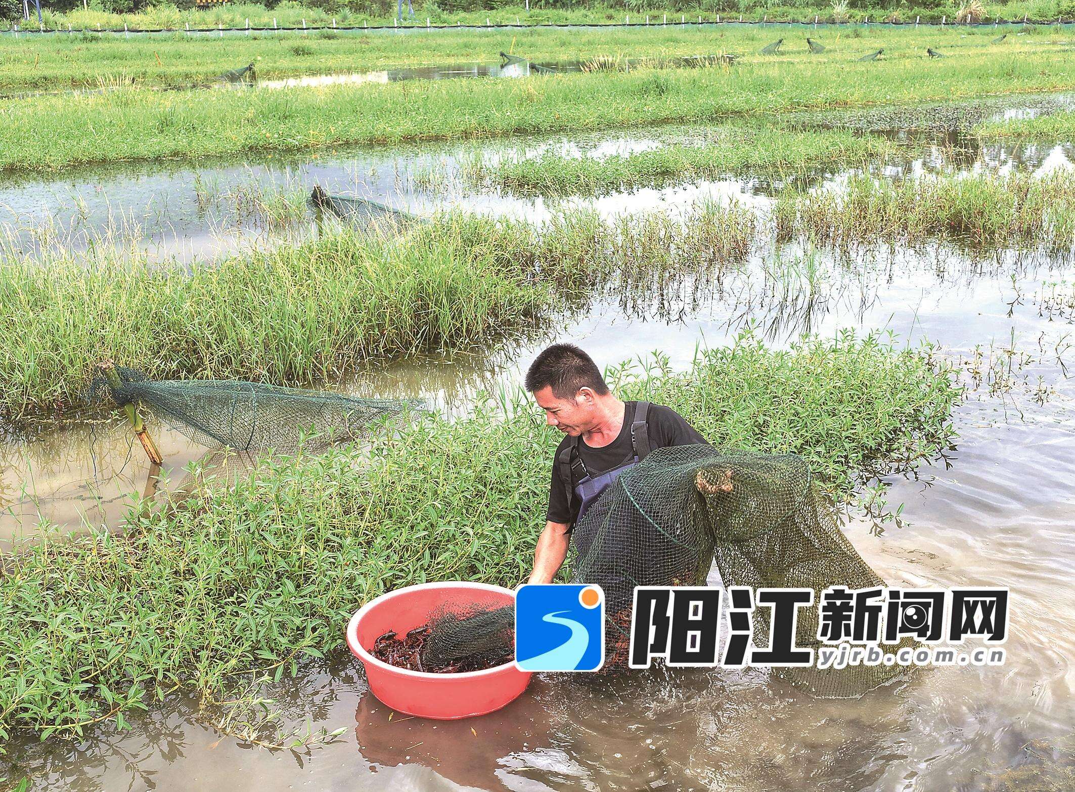 彭强正身着连体防水裤在水田中缓缓拉起地笼收获小龙虾。 梁文栋 摄