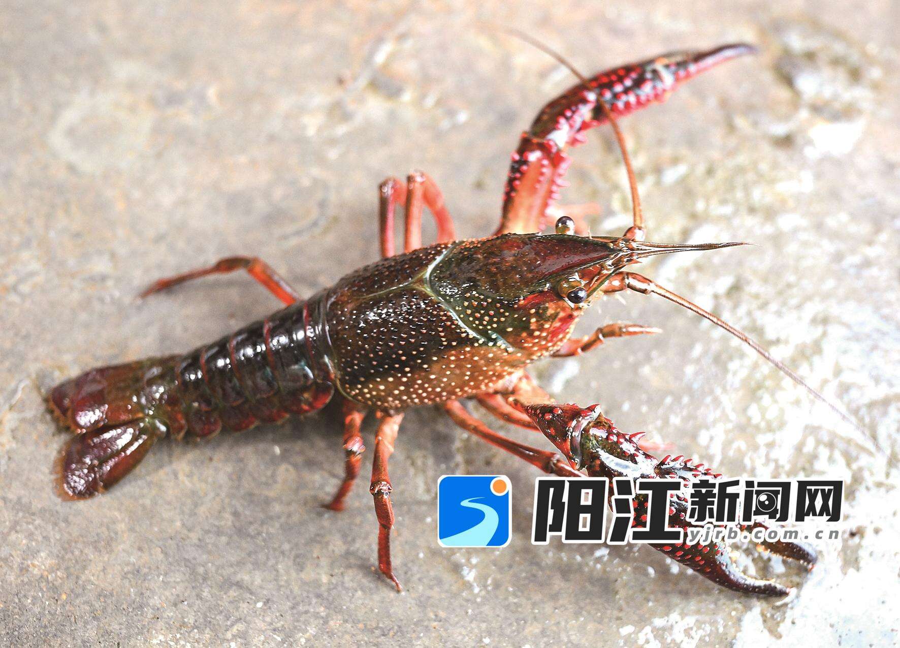 生猛的小龙虾。
