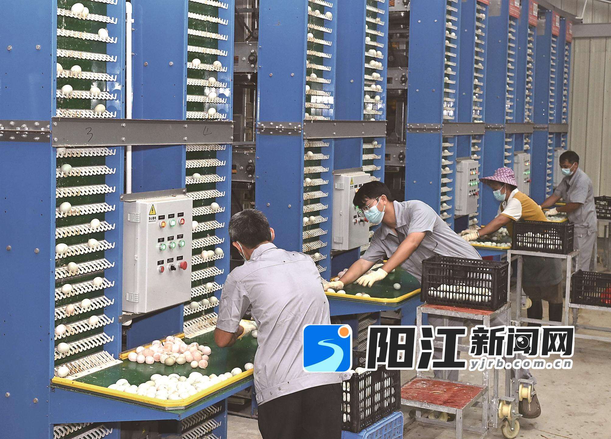 鸡山农场蛋鸭养殖基地内,自动化集蛋设备有序运转,工人在生产线对新鲜鸭蛋进行分拣。陈建华 摄