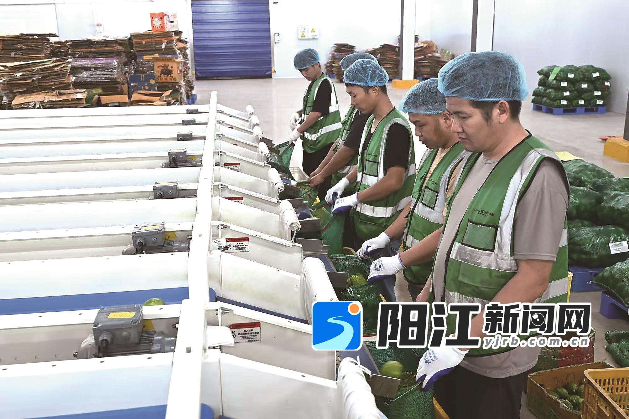 工人正在分拣、包装香水柠檬。陈建华 摄