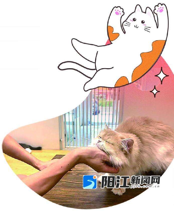 猫咖里的小猫正和顾客玩耍