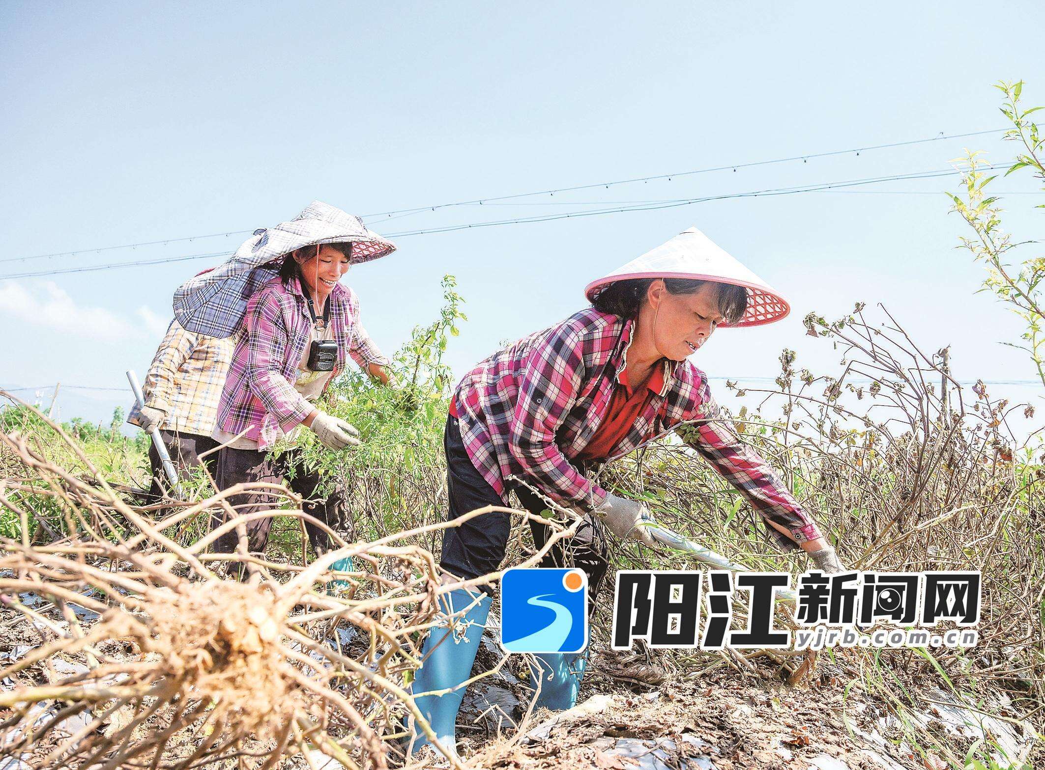 农户在田间收获广藿香。 梁文栋 摄