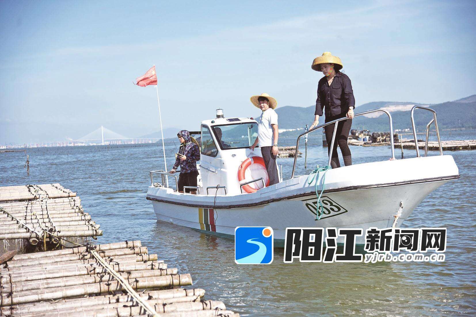 叶文楚经常到蚝场了解生蚝生长情况。