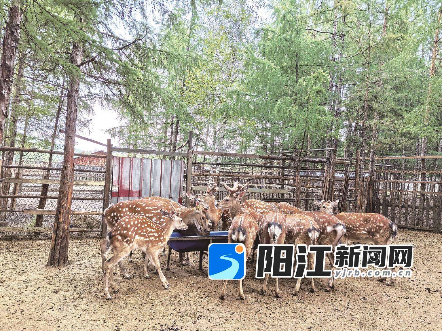 漠河驯鹿园。