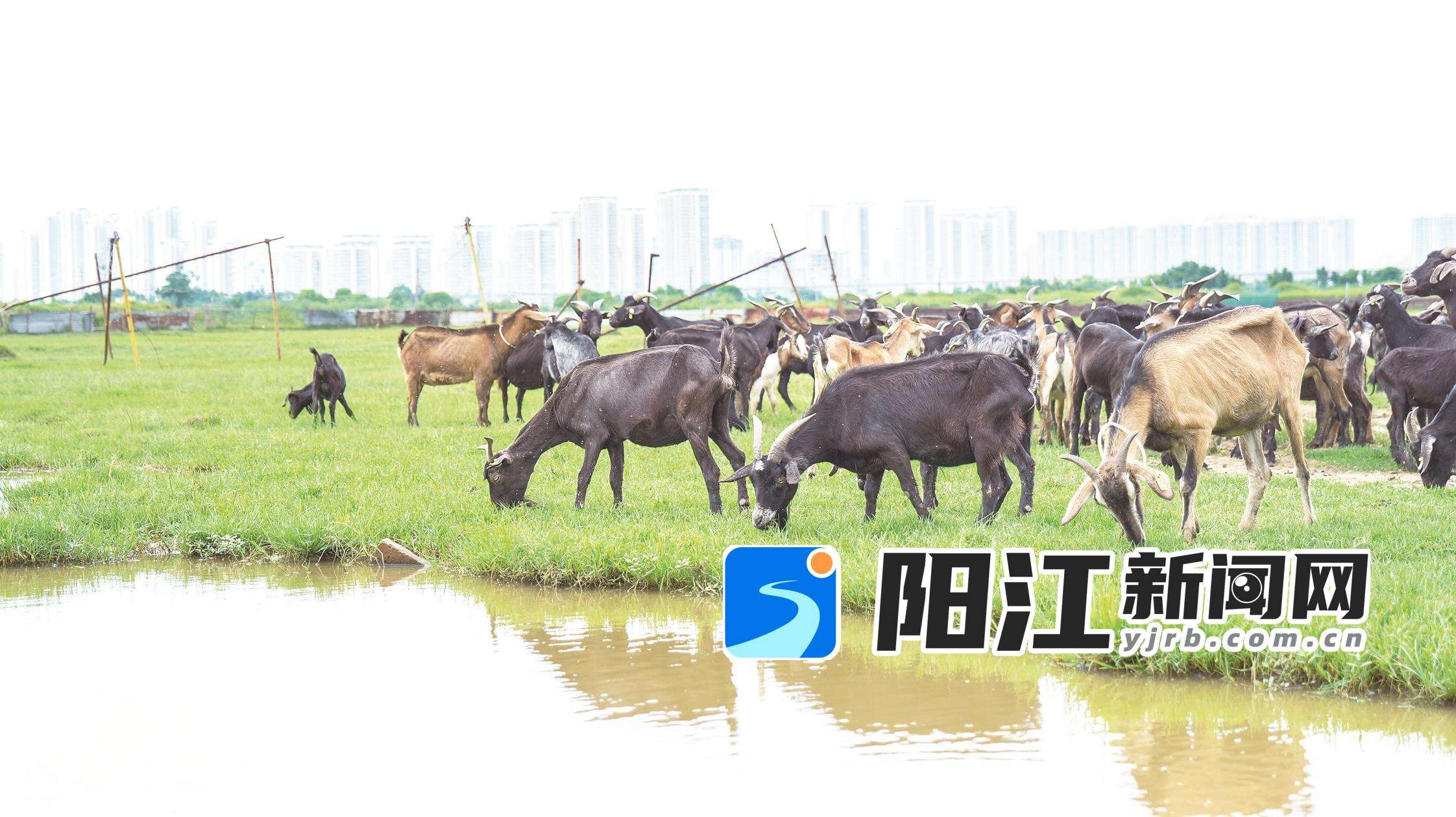 岸东村草地上,羊群悠然觅食 。 李凯 摄