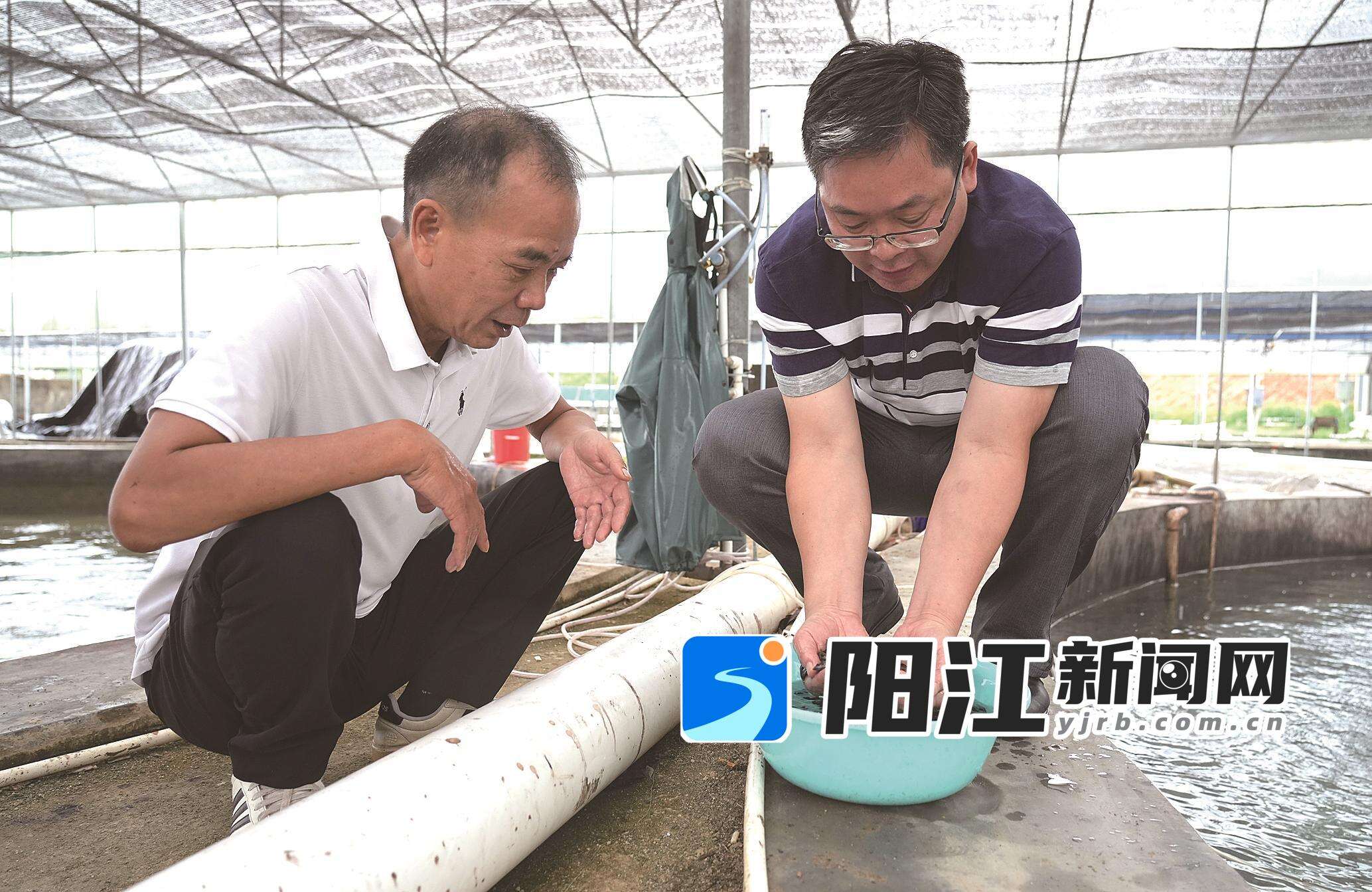 工作人员正在查看鱼苗情况。 袁荣泽 摄
