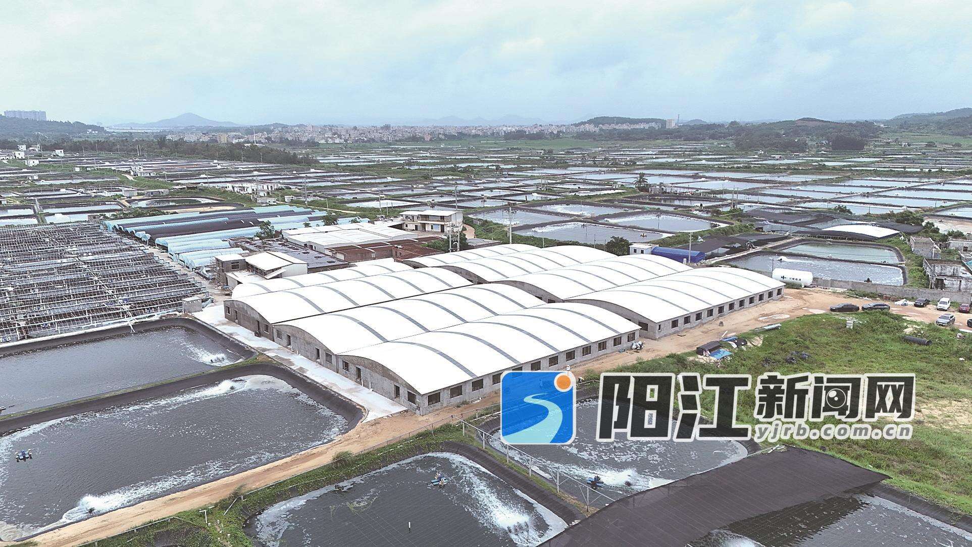 沙扒镇海水种苗工厂化育苗基地。陈旭欢 摄