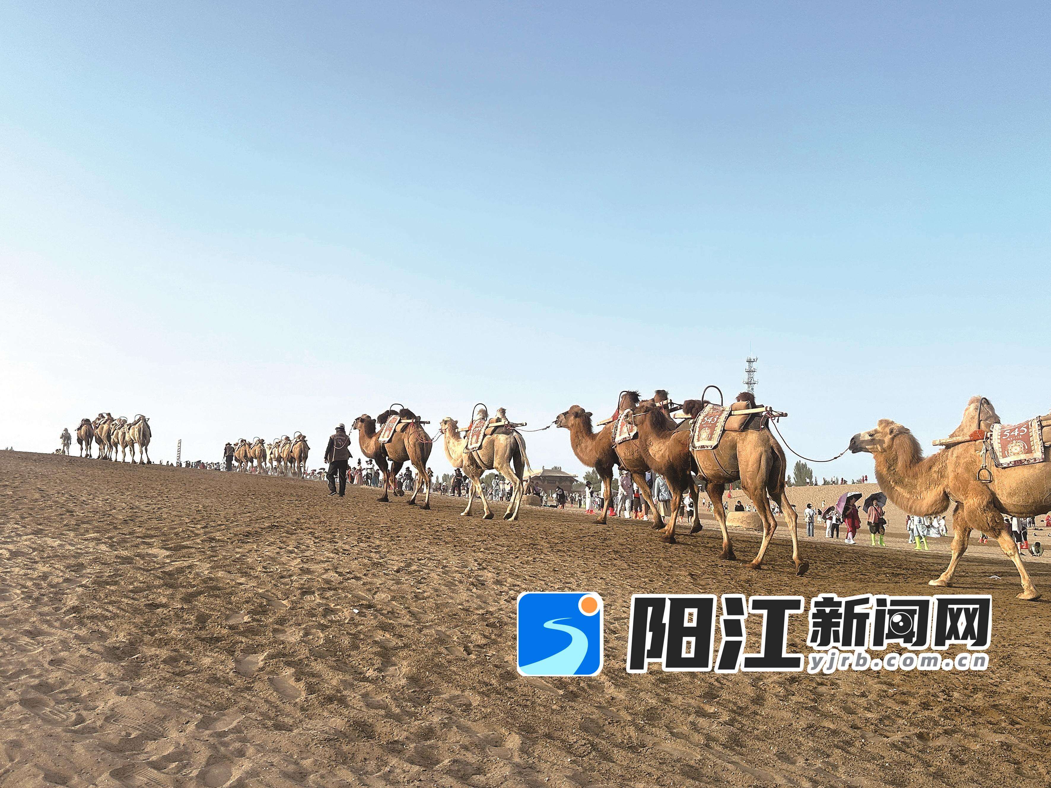 在甘肃省敦煌市鸣沙山,骑骆驼是非常不错的体验。 秋秋 摄