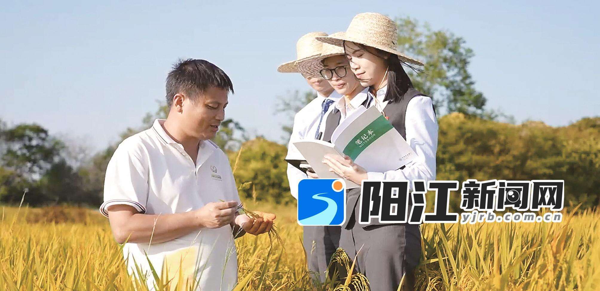 农行客户经理到种粮农户稻田察看生产种植情况。
