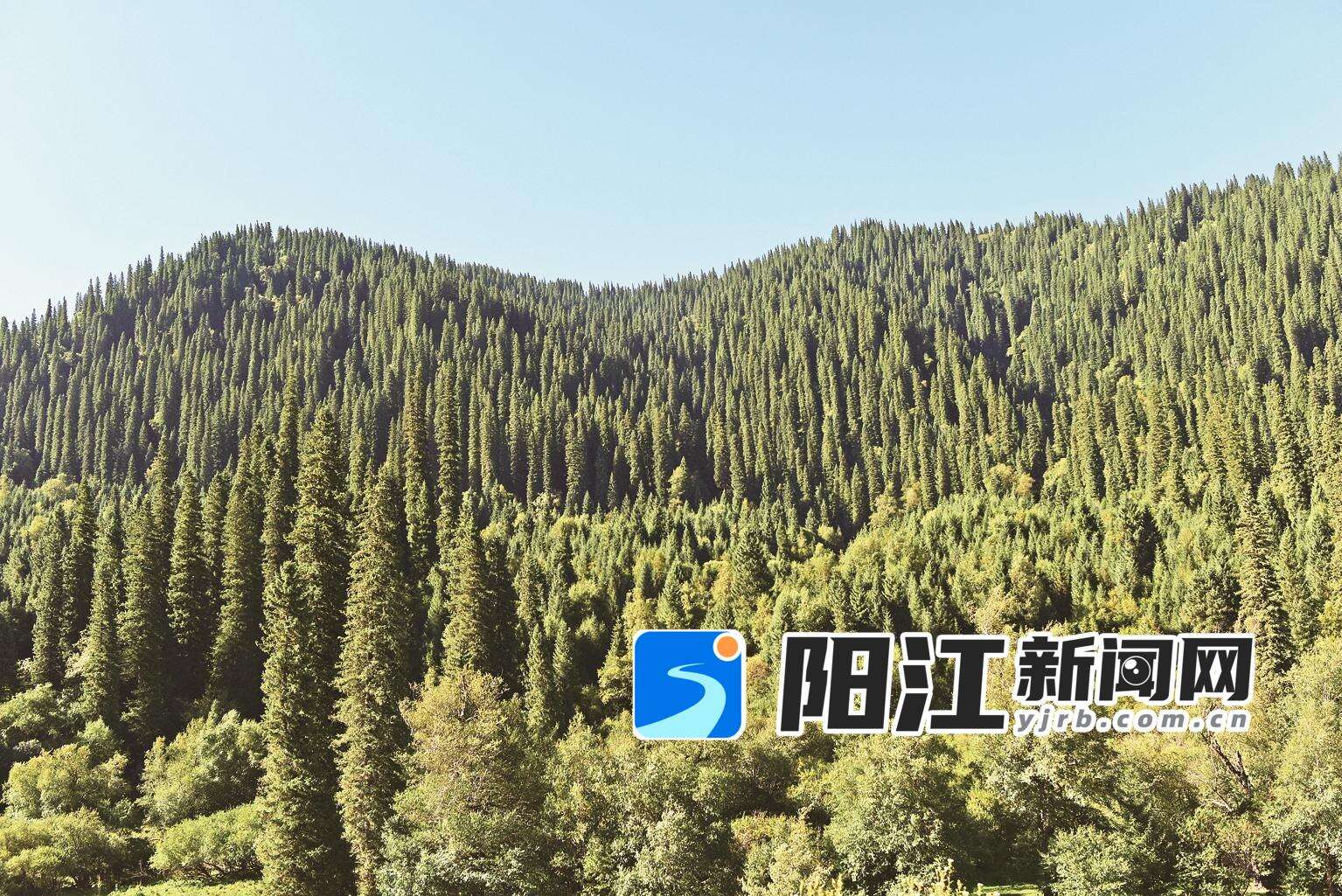 独库公路两旁树木的主角——云杉,成林成片,郁郁苍苍。
