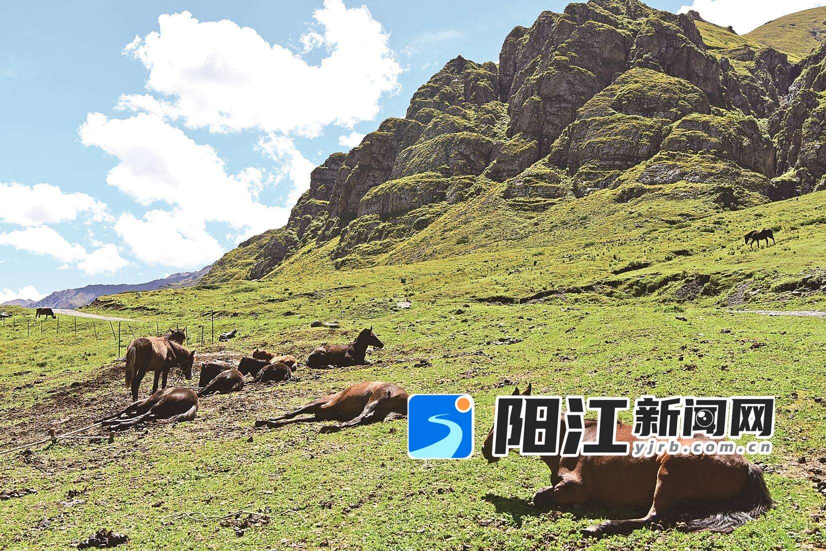 蓝天白云下,几匹马儿在公路边的高山草场上栖息。