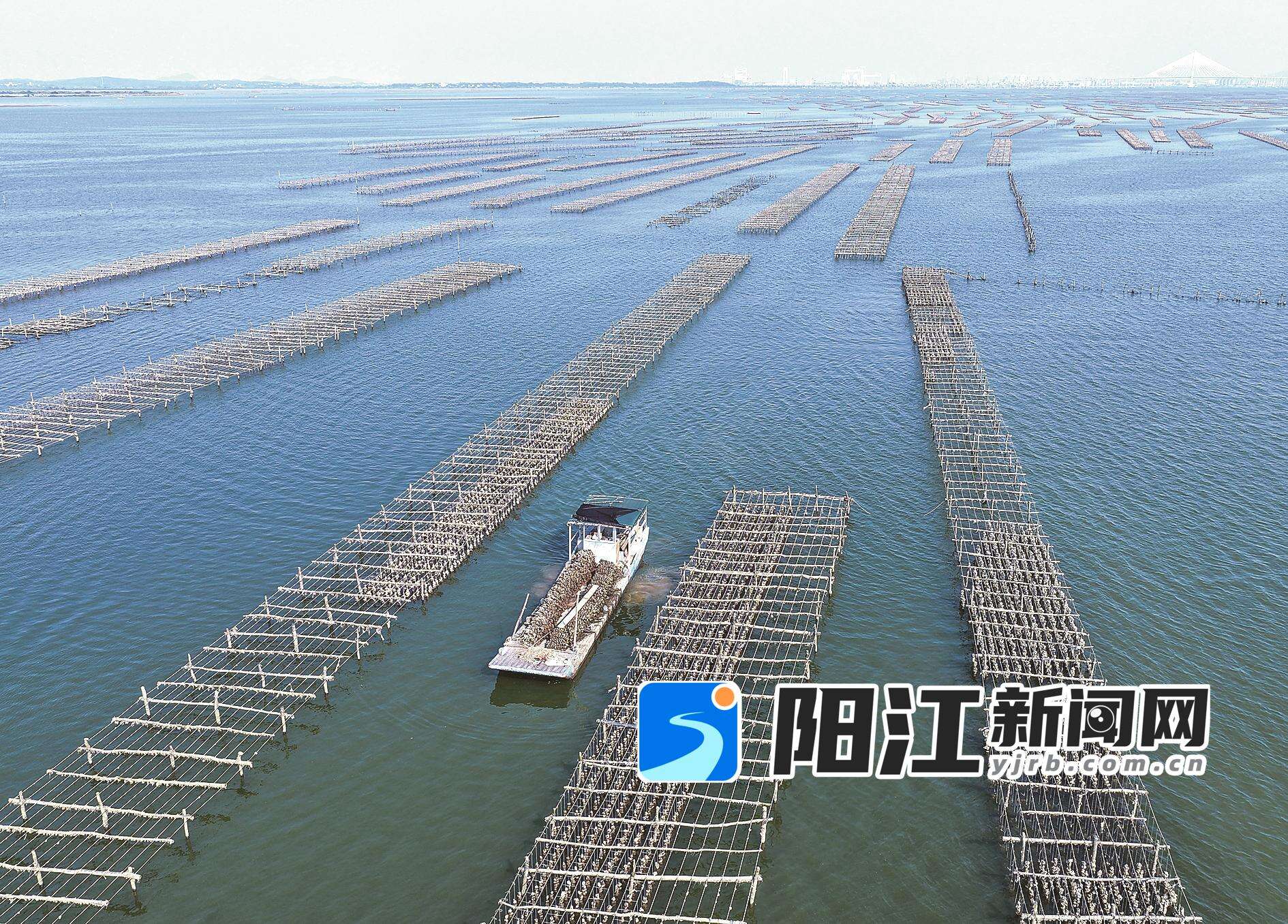 养殖户驾船穿梭于一望无际的蚝排之间。梁文栋 摄