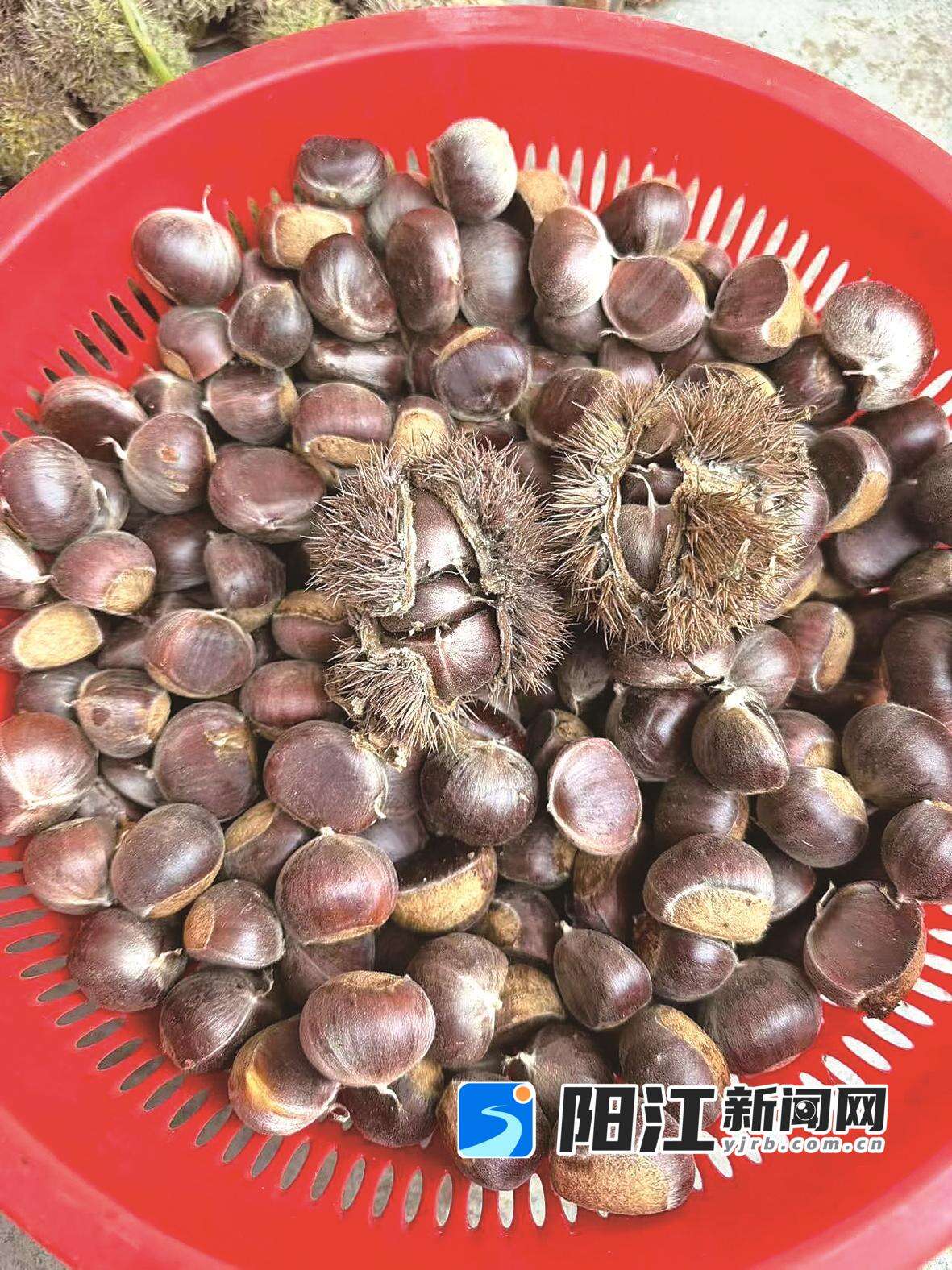 春湾板栗。