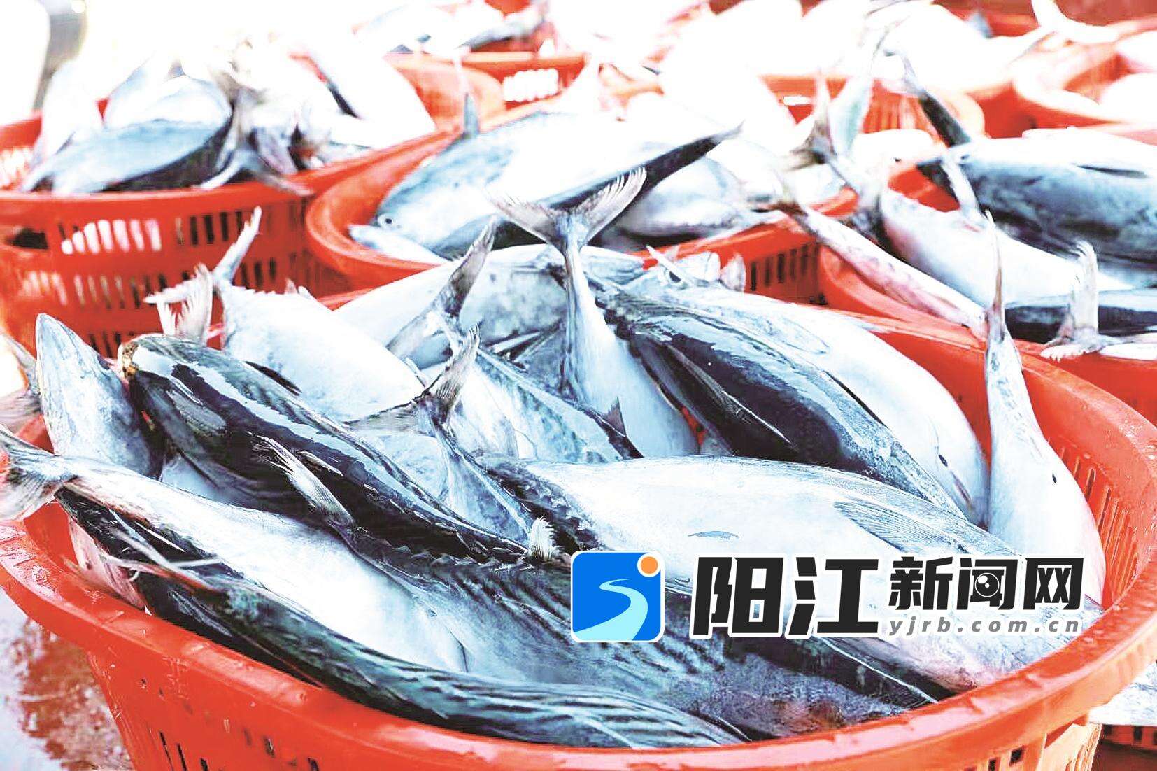 新鲜打捞上岸的渔获。 关巧明 摄