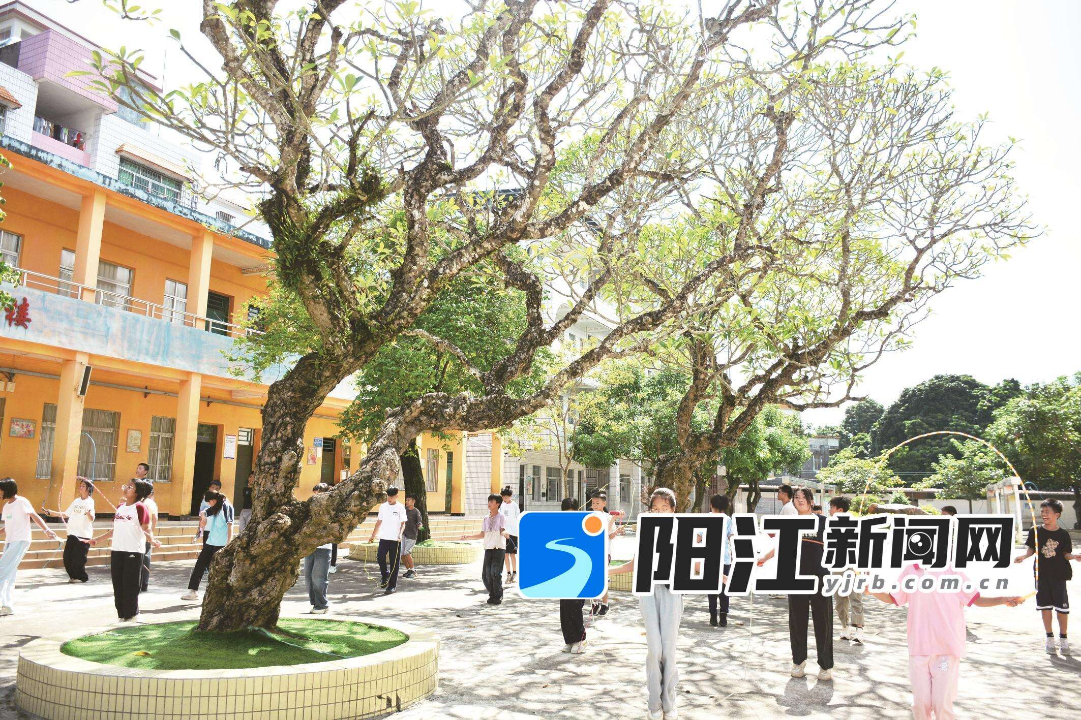 体育课上,学生在鸡蛋花树下跳绳。李柳枝 摄