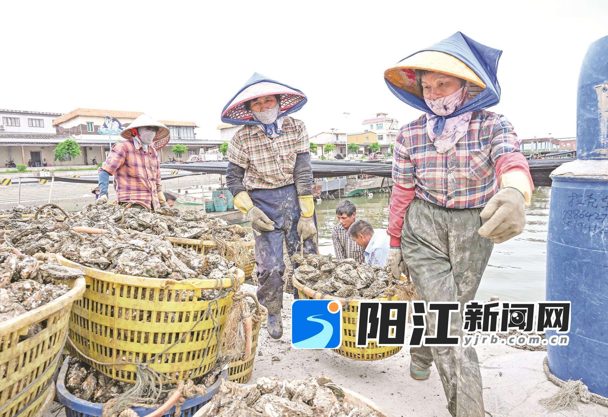 蚝农将一筐筐程村生蚝从船上搬上码头。梁文栋 摄