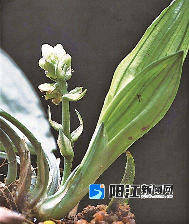 鹅凰嶂球子草花序。 鹅凰嶂省级自然保护区供图