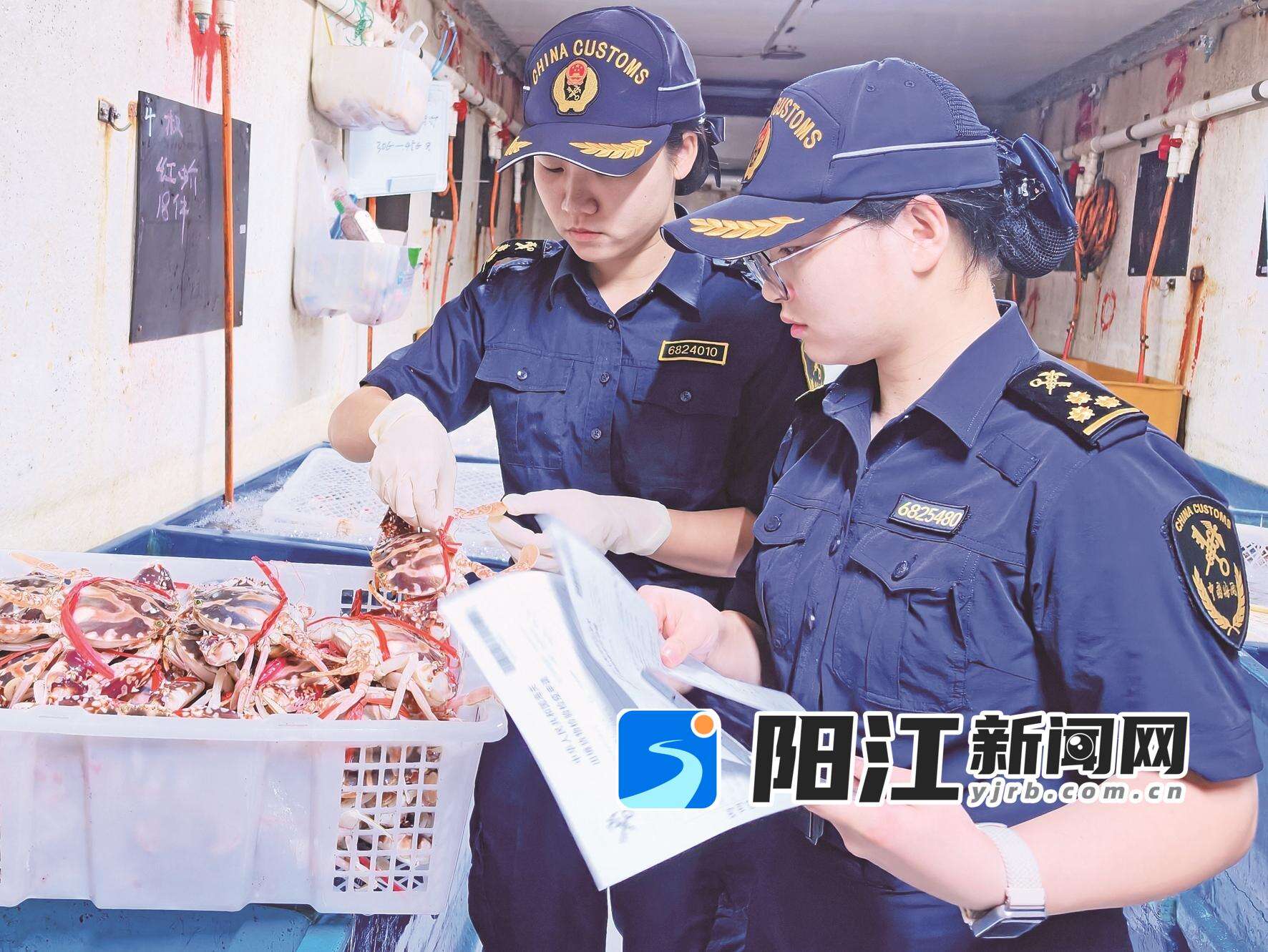 阳江海关关员开展水产品现场查验。何定元 摄