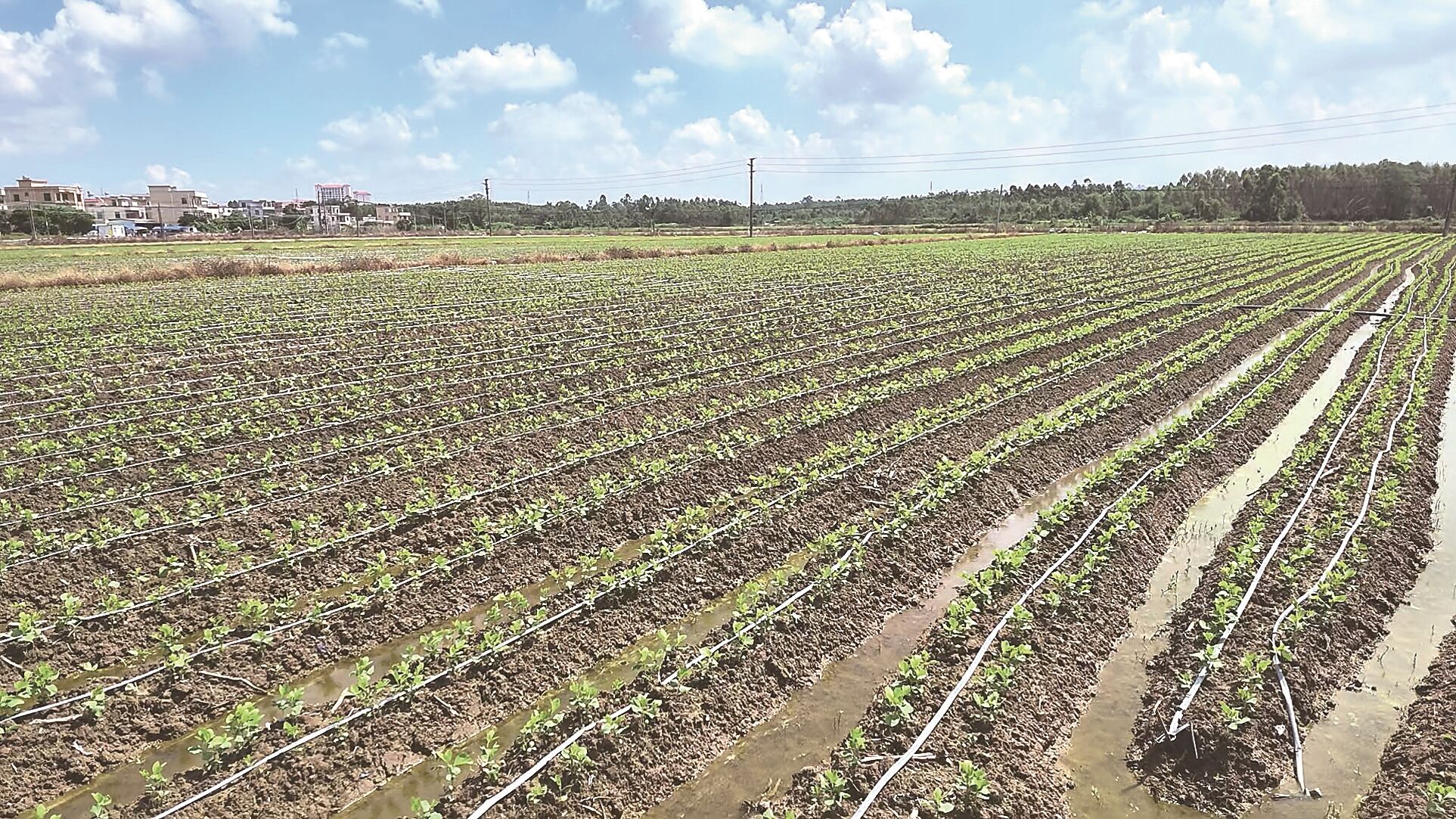 左上图:新墟镇毛豆种植基地里豆苗长势喜人。薛恒冉 摄