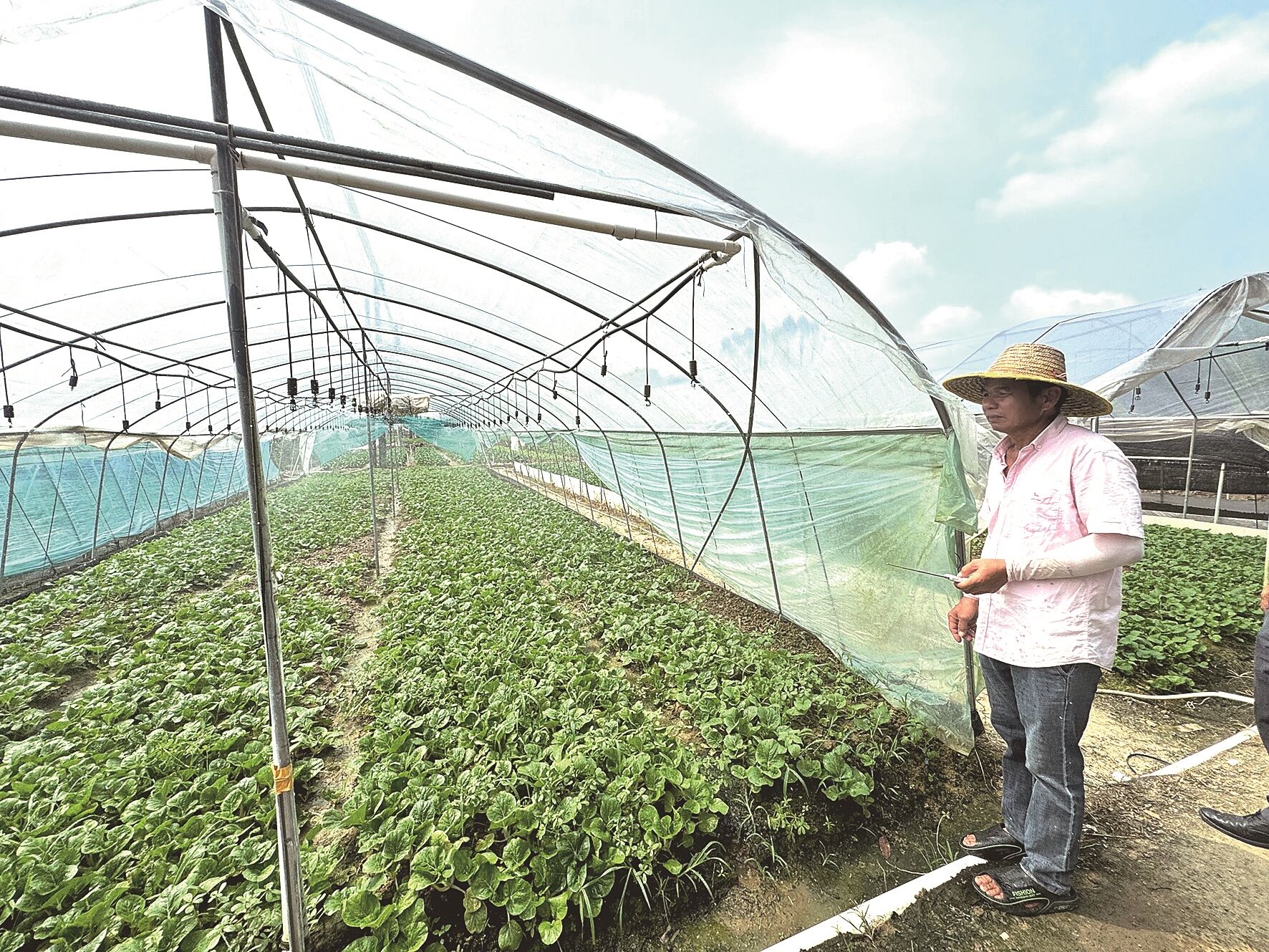 左上图:龙胜村打造千亩蔬菜种植基地。 许倩 摄