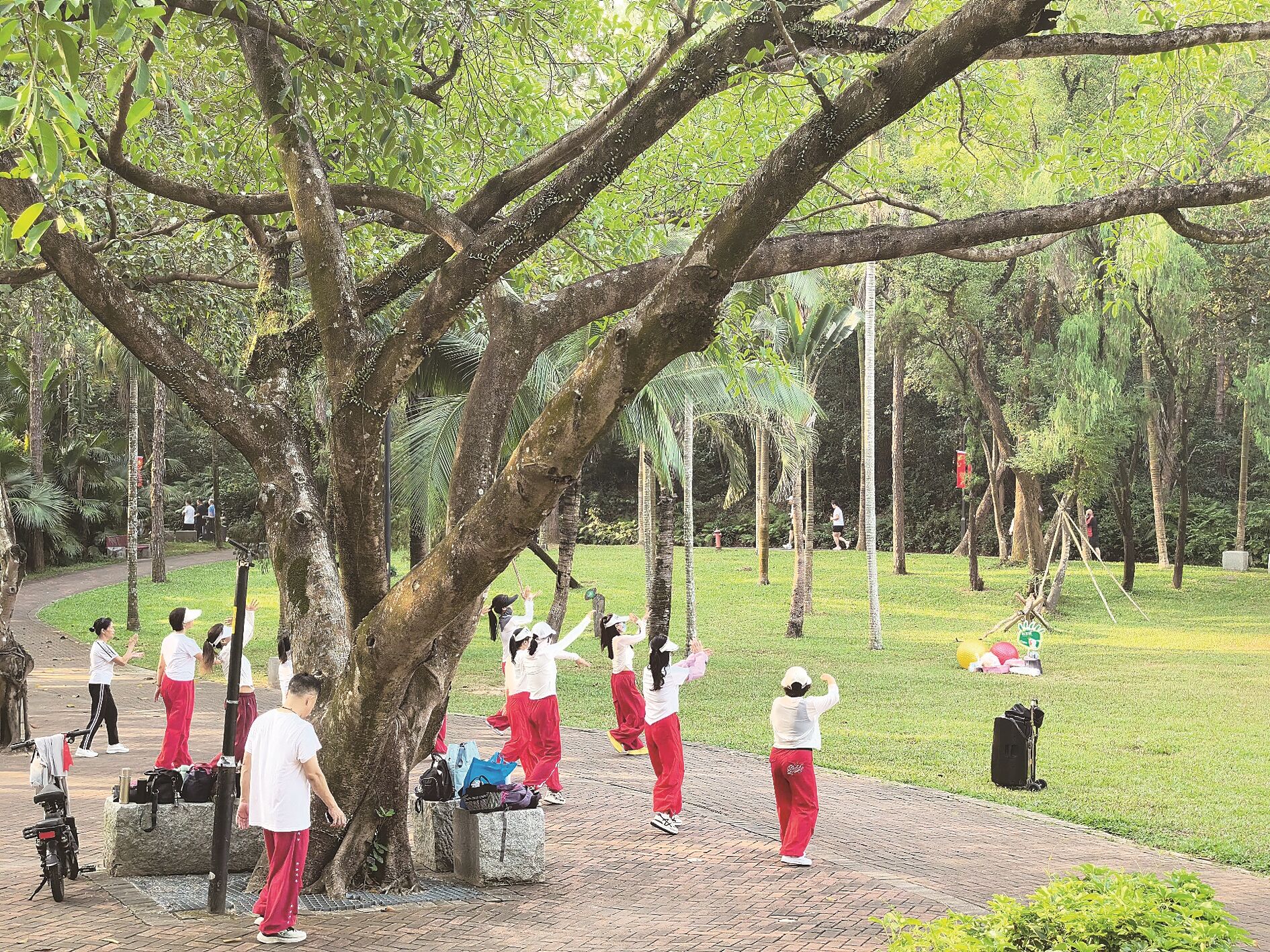 常有市民在市区金山植物公园内跳广场舞健身。陈海涛 摄