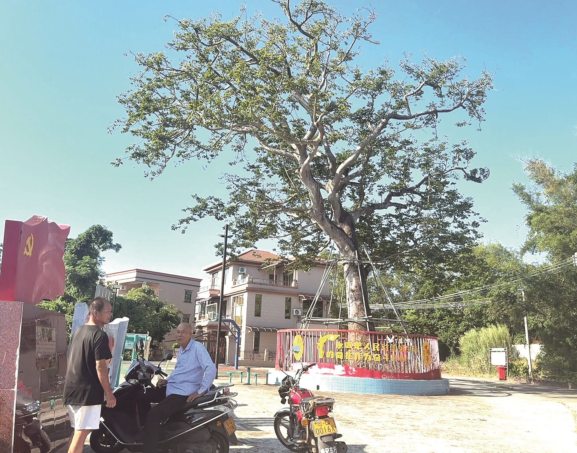 扎根白蒲村、108年树龄的“见血封喉”树。曾宪雯 摄
